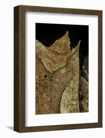 Megophrys Nasuta (Malayan Horned Frog, Long-Nosed Horned Frog, Malayan Leaf Frog)-Paul Starosta-Framed Photographic Print