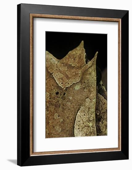 Megophrys Nasuta (Malayan Horned Frog, Long-Nosed Horned Frog, Malayan Leaf Frog)-Paul Starosta-Framed Photographic Print