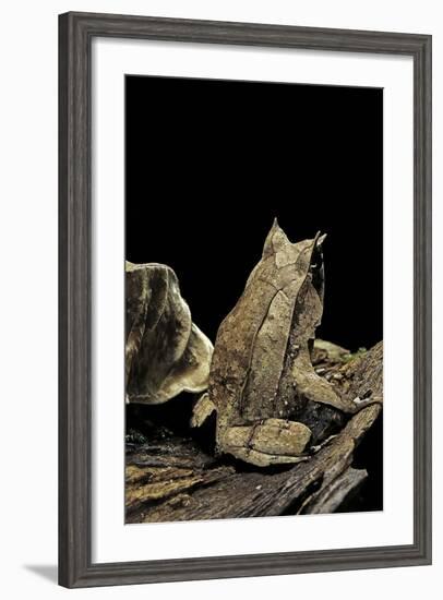 Megophrys Nasuta (Malayan Horned Frog, Long-Nosed Horned Frog, Malayan Leaf Frog)-Paul Starosta-Framed Photographic Print