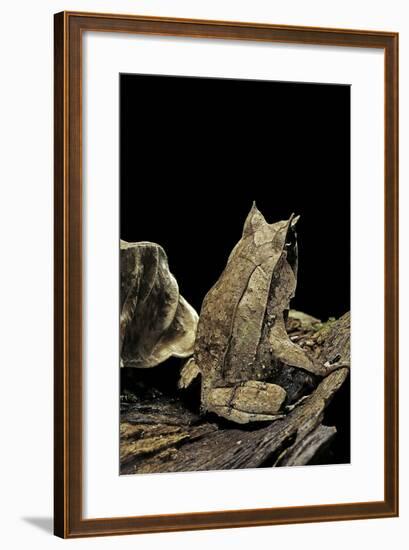 Megophrys Nasuta (Malayan Horned Frog, Long-Nosed Horned Frog, Malayan Leaf Frog)-Paul Starosta-Framed Photographic Print