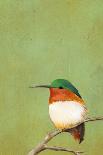 Sweet Hummingbird II-Mehmet Altug-Art Print