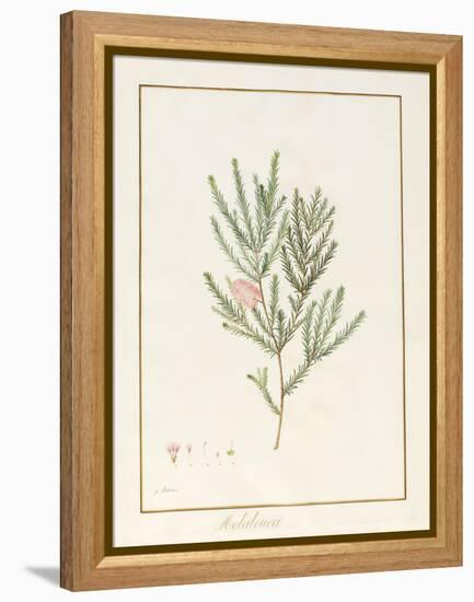 Melaleuca, Including Five Studies of the Bloom (W/C and Bodycolour on Vellum)-Pancrace Bessa-Framed Premier Image Canvas