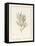Melaleuca, Including Five Studies of the Bloom (W/C and Bodycolour on Vellum)-Pancrace Bessa-Framed Premier Image Canvas