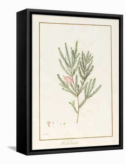 Melaleuca, Including Five Studies of the Bloom (W/C and Bodycolour on Vellum)-Pancrace Bessa-Framed Premier Image Canvas