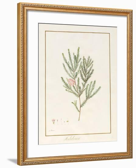 Melaleuca, Including Five Studies of the Bloom (W/C and Bodycolour on Vellum)-Pancrace Bessa-Framed Giclee Print