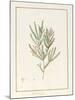 Melaleuca, Including Five Studies of the Bloom (W/C and Bodycolour on Vellum)-Pancrace Bessa-Mounted Giclee Print