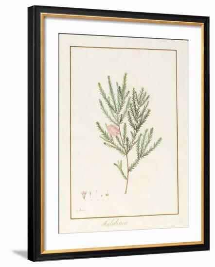 Melaleuca, Including Five Studies of the Bloom (W/C and Bodycolour on Vellum)-Pancrace Bessa-Framed Giclee Print