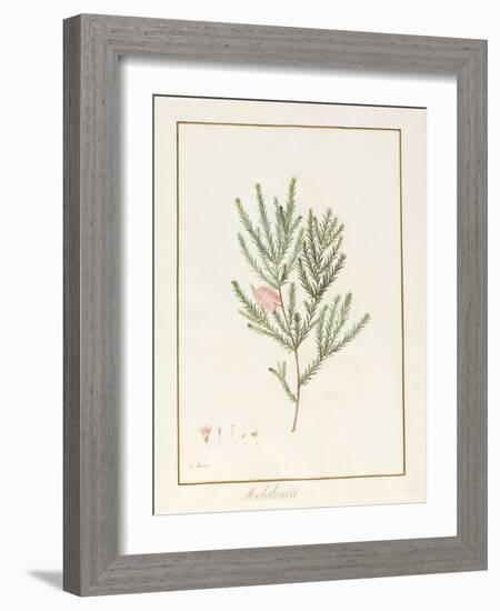 Melaleuca, Including Five Studies of the Bloom (W/C and Bodycolour on Vellum)-Pancrace Bessa-Framed Giclee Print