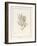 Melaleuca, Including Five Studies of the Bloom (W/C and Bodycolour on Vellum)-Pancrace Bessa-Framed Giclee Print