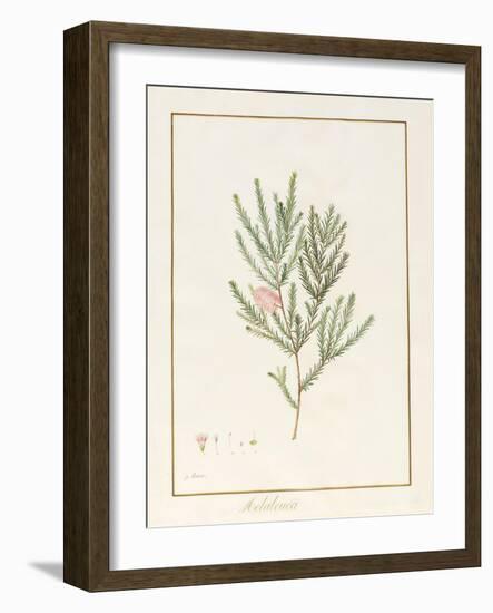 Melaleuca, Including Five Studies of the Bloom (W/C and Bodycolour on Vellum)-Pancrace Bessa-Framed Giclee Print