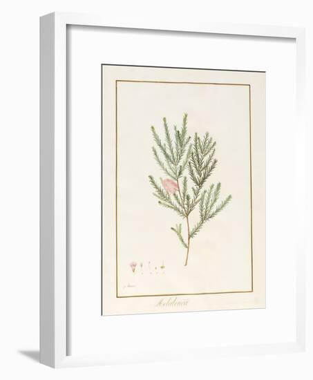 Melaleuca, Including Five Studies of the Bloom (W/C and Bodycolour on Vellum)-Pancrace Bessa-Framed Giclee Print