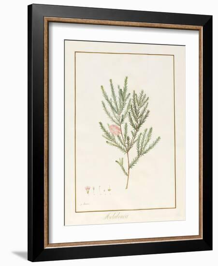 Melaleuca, Including Five Studies of the Bloom (W/C and Bodycolour on Vellum)-Pancrace Bessa-Framed Giclee Print