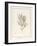 Melaleuca, Including Five Studies of the Bloom (W/C and Bodycolour on Vellum)-Pancrace Bessa-Framed Giclee Print