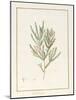 Melaleuca, Including Five Studies of the Bloom (W/C and Bodycolour on Vellum)-Pancrace Bessa-Mounted Giclee Print