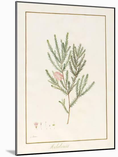 Melaleuca, Including Five Studies of the Bloom (W/C and Bodycolour on Vellum)-Pancrace Bessa-Mounted Giclee Print