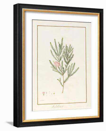 Melaleuca, Including Five Studies of the Bloom (W/C and Bodycolour on Vellum)-Pancrace Bessa-Framed Giclee Print