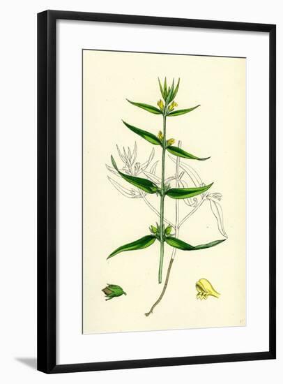 Melampyrum Sylvaticum Wood Cow-Wheat-null-Framed Giclee Print