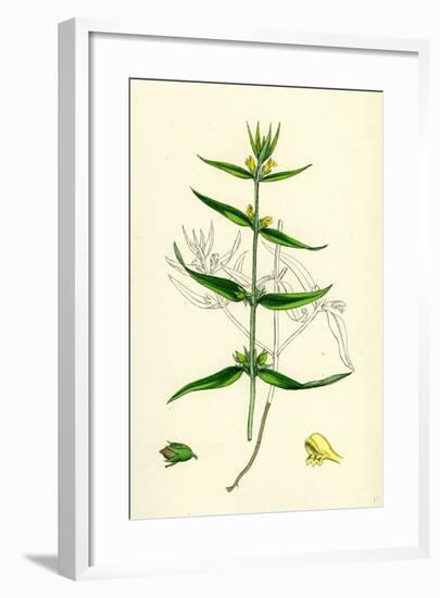 Melampyrum Sylvaticum Wood Cow-Wheat-null-Framed Giclee Print