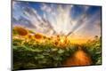 Photographic Print