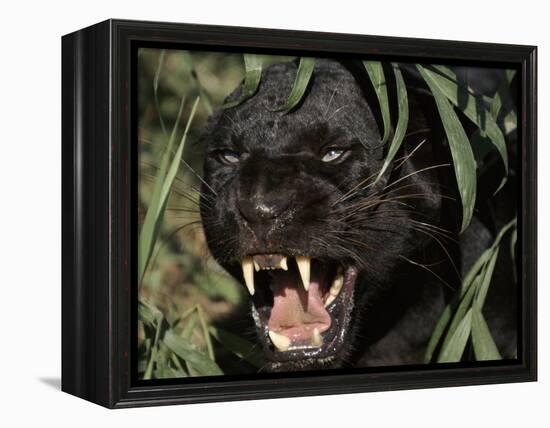 Melanistic (Black Form) Leopard Snarling, Often Called Black Panther-Lynn M. Stone-Framed Premier Image Canvas