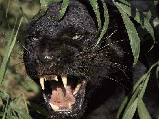Melanistic (Black Form) Leopard Snarling, Often Called