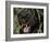 Melanistic (Black Form) Leopard Snarling, Often Called Black Panther-Lynn M. Stone-Framed Photographic Print