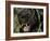 Melanistic (Black Form) Leopard Snarling, Often Called Black Panther-Lynn M. Stone-Framed Photographic Print