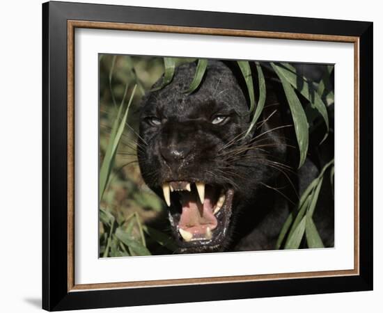 Melanistic (Black Form) Leopard Snarling, Often Called Black Panther-Lynn M. Stone-Framed Photographic Print