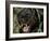 Melanistic (Black Form) Leopard Snarling, Often Called Black Panther-Lynn M. Stone-Framed Photographic Print