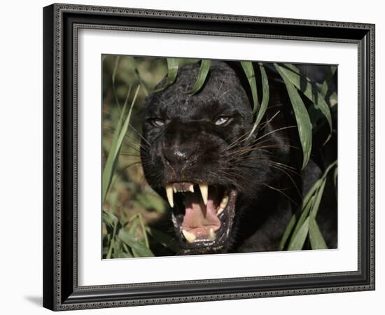 Melanistic (Black Form) Leopard Snarling, Often Called Black Panther-Lynn M. Stone-Framed Photographic Print