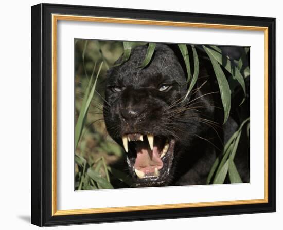 Melanistic (Black Form) Leopard Snarling, Often Called Black Panther-Lynn M. Stone-Framed Photographic Print