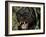 Melanistic (Black Form) Leopard Snarling, Often Called Black Panther-Lynn M. Stone-Framed Photographic Print