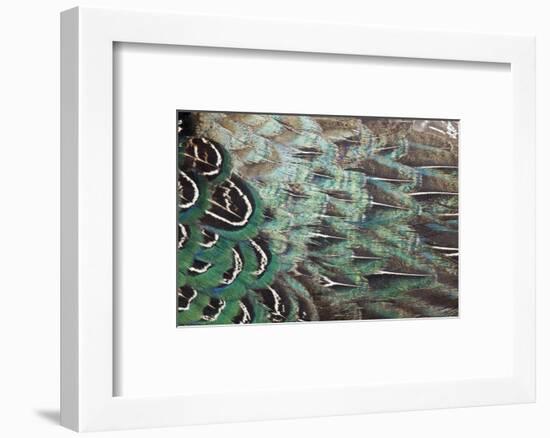 Melanistic Pheasant Feather Pattern-Darrell Gulin-Framed Photographic Print