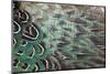 Melanistic Pheasant Feather Pattern-Darrell Gulin-Mounted Photographic Print