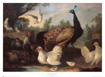 A Pelican and Other Birds Near a Pool, known as the Floating Feather-Melchior d'Hondecoeter-Art Print