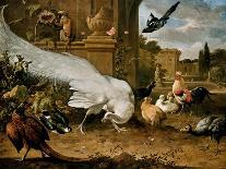 Poultry Yard-Melchior d'Hondecoeter-Art Print