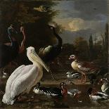 A Pelican and other Birds near a Pool, Known as ‘The Floating Feather’, c.1680-Melchior de Hondecoeter-Giclee Print