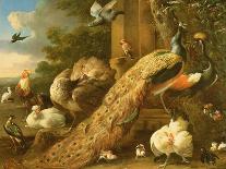 A Peacock, Peahen and Other Exotic Birds and Poultry on a Terrace-Melchior de Hondecoeter-Framed Giclee Print