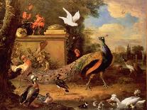 A Pelican and other Birds near a Pool, Known as ‘The Floating Feather’, c.1680-Melchior de Hondecoeter-Giclee Print
