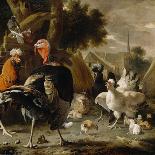 Poultry Yard, c.1668-Melchior De Hondecoeter-Premier Image Canvas