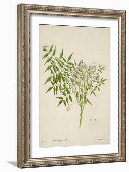 Melia Azedarach Linn, 1800-10-null-Framed Premium Giclee Print