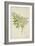 Melia Azedarach Linn, 1800-10-null-Framed Premium Giclee Print