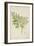 Melia Azedarach Linn, 1800-10-null-Framed Premium Giclee Print