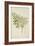 Melia Azedarach Linn, 1800-10-null-Framed Premium Giclee Print