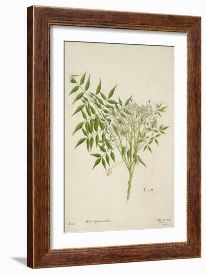 Melia Azedarach Linn, 1800-10-null-Framed Premium Giclee Print