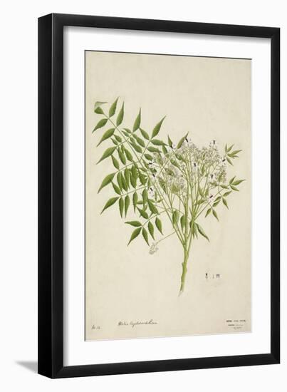 Melia Azedarach Linn, 1800-10-null-Framed Premium Giclee Print