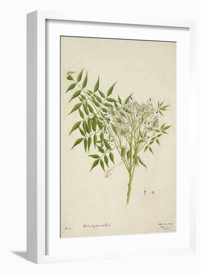 Melia Azedarach Linn, 1800-10-null-Framed Premium Giclee Print