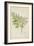 Melia Azedarach Linn, 1800-10-null-Framed Premium Giclee Print