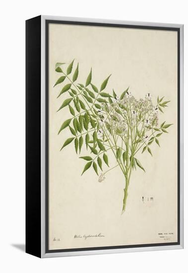 Melia Azedarach Linn, 1800-10-null-Framed Premier Image Canvas