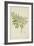 Melia Azedarach Linn, 1800-10-null-Framed Giclee Print